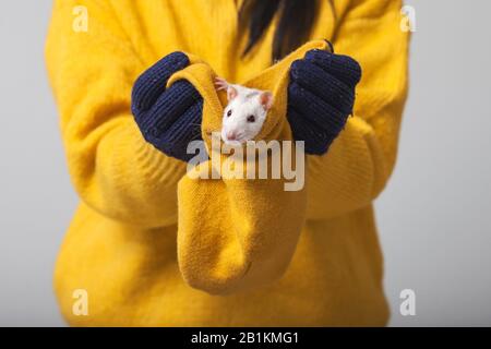 Weiße Ratte in einem gestrickten Hut. Hände in Strickhandschuhen halten einen Hut, in dem ein Nagetier sitzt. Stockfoto