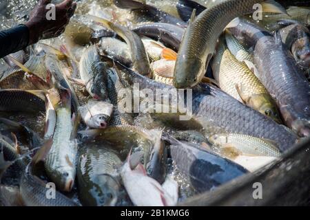 Karpfen ist die Fischart, die zur Familie Cyprinidie gehört und in Asien und Osteuropa heimisch ist. Fische springen während der Ernte im Teich. Stockfoto