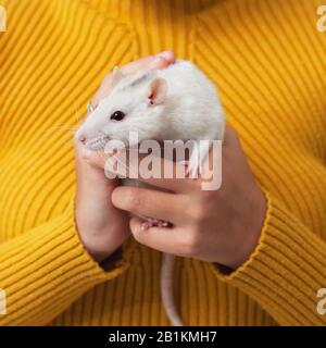 Weiße Ratte sitzt in weiblichen Händen. Gelber Strickpullover im Hintergrund. Stockfoto