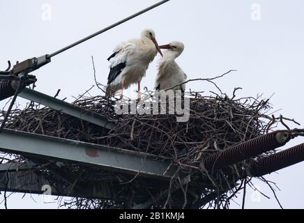 26. Februar 2020, Hessen, Diedenbergen: In ihrem Nest sitzen zwei Störche, die sie am Arm eines Strompfahls auf der AUTOBAHN A66 gebaut haben. Foto: Frank Rumpenhorst / dpa Stockfoto