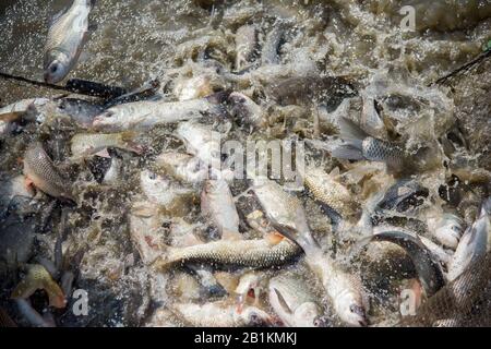 Karpfen ist die Fischart, die zur Familie Cyprinidie gehört und in Asien und Osteuropa heimisch ist. Fische springen während der Ernte im Teich. Stockfoto