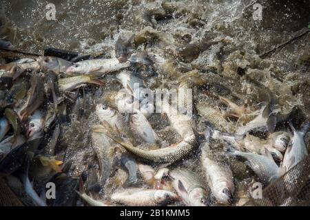 Karpfen ist eine Fischart, die zur Familie der Cyprinidae gehört und in Asien und Osteuropa beheimatet ist. Fische springen während der Ernte im Teich. Stockfoto