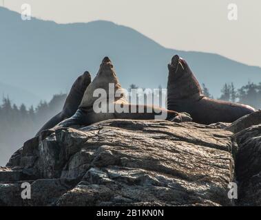 Brüllende Seelöwen auf einem Felsen, Broken Islands, Vancouver Isalnd, Nordamerika, Kanada, Britisch-Kolumbien, August 2015 Stockfoto