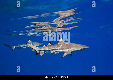 Blacktip Reef Sharks unterhalb der Wasseroberfläche, Carcharhinus melanopterus, Moorea, Französisch-Polynesien Stockfoto