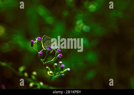 Die Blume fällt auf die Tür des Buddha und die Blumen sind wunderschön Stockfoto