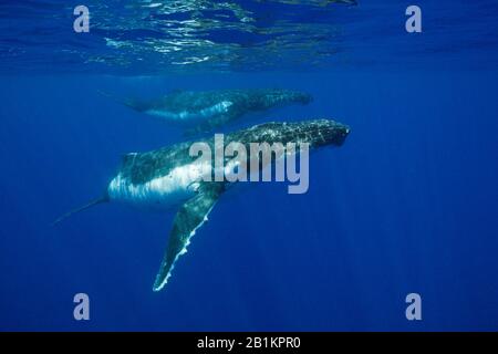 Paar Humpback-Wale, Megaptera novaeangliae, Moorea, Französisch-Polynesien Stockfoto