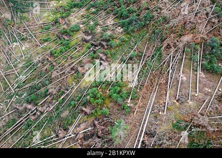 Nadelwald mit Sturmschäden von oben Stockfoto