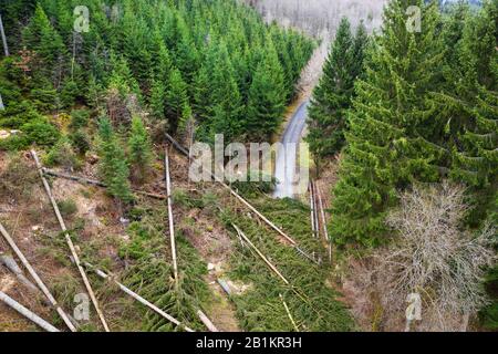 Ein Nadelwald mit einem Baum blockierte Straße von oben Stockfoto