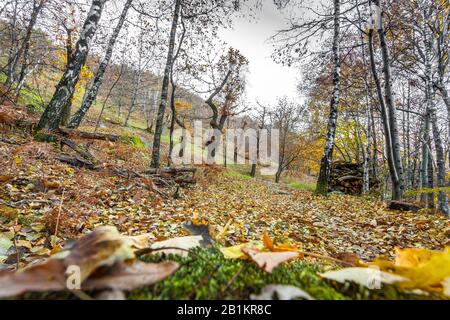 Unterwuchs im Herbst - Laub Stockfoto
