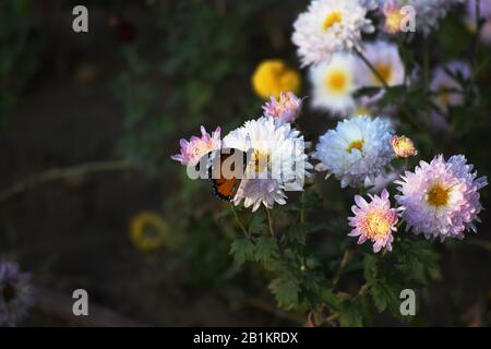 Danaus chrysippus sitzend auf weißgelber Chrysanthemumblume. Einfacher Tiger-Schmetterling in Indien Asien Stockfoto