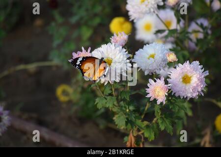 Danaus chrysippus auch bekannt als einfacher Tiger-Schmetterling über der weißen Blume des Chrysanthemums in einem Garten Stockfoto