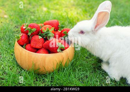 Süßes, weisses, flauschiges Kaninchen auf grünem Rasen im Hinterhof und riecht, isst und schmeckt reife rote Erdbeere in Holzschale. Klein süß Stockfoto