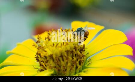 Die Blume fällt auf die Tür des Buddha und die Blumen sind wunderschön Stockfoto