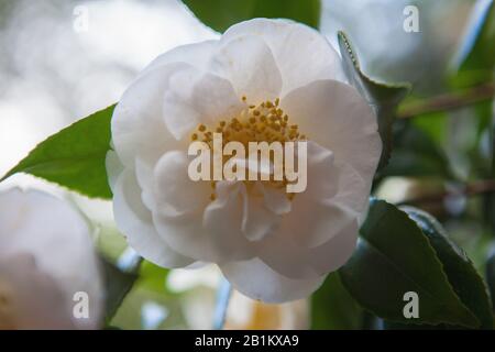 Camellia Bloom, Trebah Gardens bei Falmouth, Mawnan Smith, Cornwall, England, Großbritannien Stockfoto