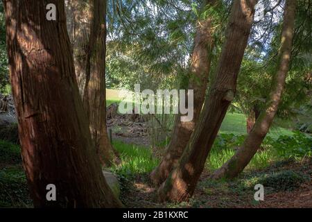 Trebah Gardens in der Nähe von Falmouth, Mawnan Smith, Cornwall, England, Großbritannien Stockfoto