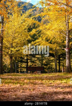 Leere Holzbank mit gelben Ginkgobäumen im Herbstwald Stockfoto