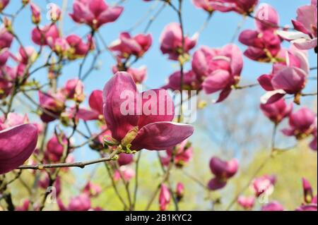 Hintergrund der farbenfrohen lila magnolie im Frühling, im Nahbereich. Fantastische Landschaft mit Blumen. Wunderschöne rosafarbene magnolienblätter gegen den blauen Himmel Stockfoto