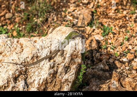 Mauereidechse, Naturreservat Zingaro, Sizilien, Italien, Europa, Naturreservat Zingaro, Sizilien, Italien, Europa Stockfoto