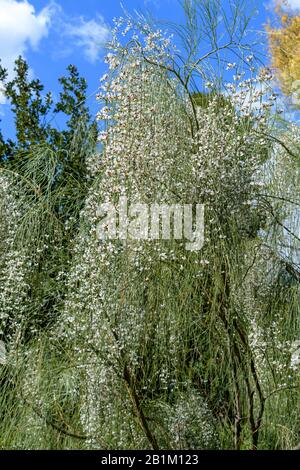 Brautbarsch (Retama, Genista monosperma) mit Blumen Stockfoto