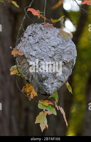 Kahlgesichtige Hornetennest Stockfoto