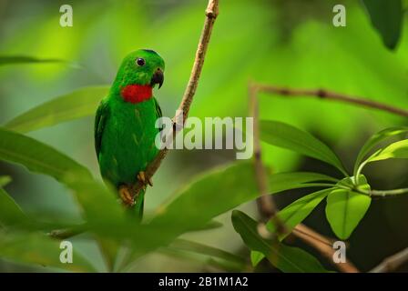 Blau Bekrönter Hängepapagei - Loriculus gallius, schöner grüner und roter Kleinpapagei aus ostasiatischen Wäldern und Waldgebieten, Malaysia. Stockfoto