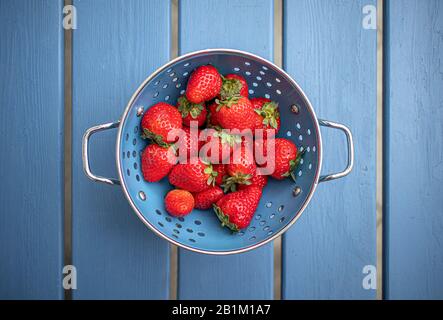 Frische Erdbeeren in blauer Farbe Stockfoto