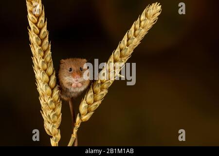 Spaß mit Harvest Mäuse Stockfoto