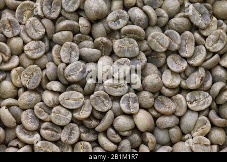 Kaffeebohnen werden zu Hause mit einem praktischen Bräter zubereitet. Bereiten Sie grüne Kaffeebohnen Zu Stockfoto