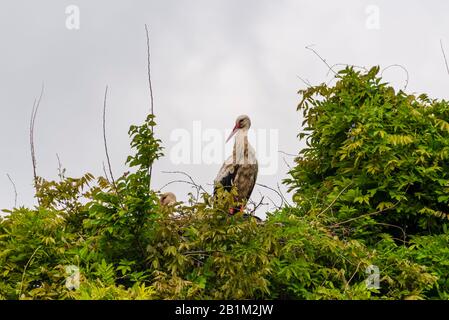 Storchenshooting während eines Frühlingstages im Regionalpark Mincio Stockfoto