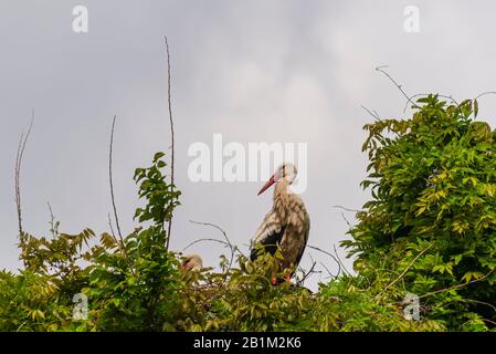 Storchenshooting während eines Frühlingstages im Regionalpark Mincio Stockfoto