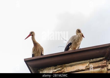 Storchenshooting während eines Frühlingstages im Regionalpark Mincio Stockfoto