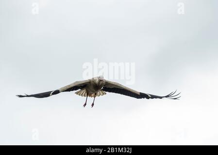 Storchenshooting während eines Frühlingstages im Regionalpark Mincio Stockfoto