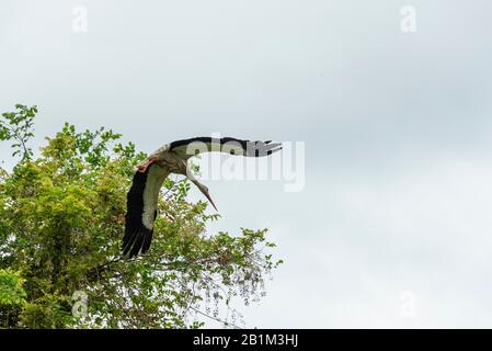 Storchenshooting während eines Frühlingstages im Regionalpark Mincio Stockfoto