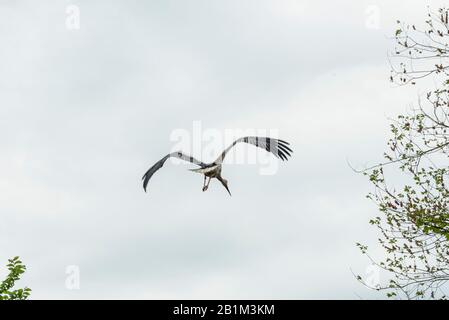 Storchenshooting während eines Frühlingstages im Regionalpark Mincio Stockfoto