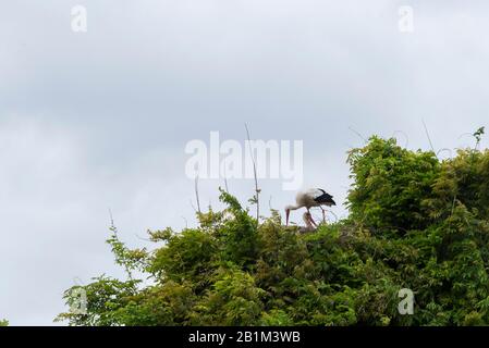 Storchenshooting während eines Frühlingstages im Regionalpark Mincio Stockfoto