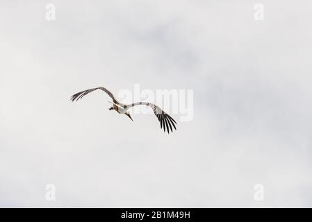 Storchenshooting während eines Frühlingstages im Regionalpark Mincio Stockfoto