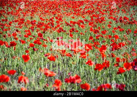 Die leuchtend roten Sonne des in Mitteleuropa wilden Klatschmohns, Papaver rhoeas, blühen ab Ende Mai und kennzeichnen den Beginn des Frühsommers Stockfoto