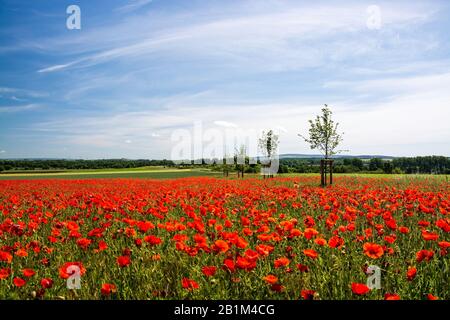 Die leuchtend roten Sonne des in Mitteleuropa wilden Klatschmohns, Papaver rhoeas, blühen ab Ende Mai und kennzeichnen den Beginn des Frühsommers Stockfoto