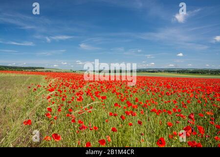 Die leuchtend roten Sonne des in Mitteleuropa wilden Klatschmohns, Papaver rhoeas, blühen ab Ende Mai und kennzeichnen den Beginn des Frühsommers Stockfoto