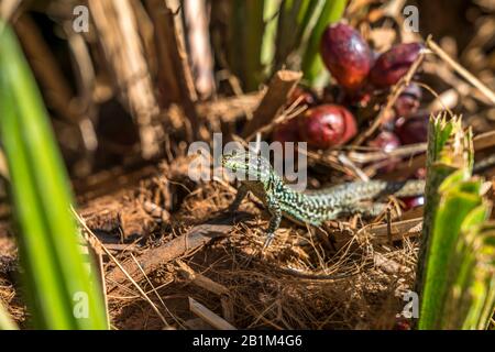 Mauereidechse, Naturreservat Zingaro, Sizilien, Italien, Europa, Naturreservat Zingaro, Sizilien, Italien, Europa Stockfoto