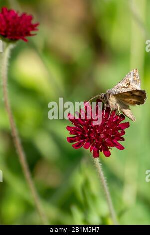 Silber Y (Autographica gamma) Motte Fütterung auf Feld Scabious (Knautia Arvensis) Stockfoto