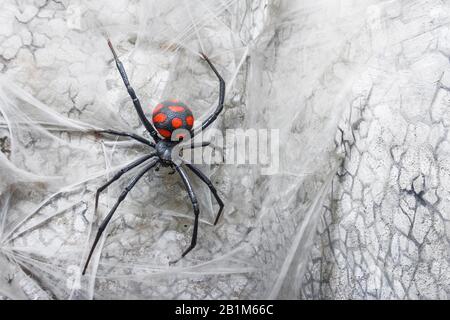Spinnenfrau schwarze Witwe im Netz Stockfoto