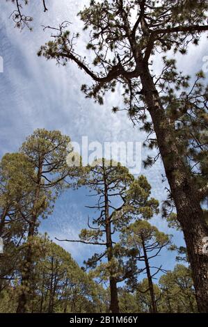 Blick vom Boden einiger sehr hoher Kiefern im Forest Crown of Teide National Park Stockfoto