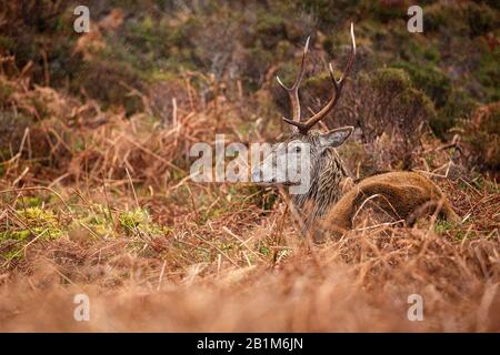 Red Deer Stag in Applecross, Schottland Stockfoto