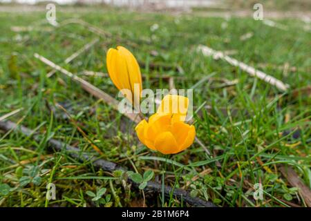 Auf einer grünen Wiese stehen zwei gelbe Krokusse Stockfoto