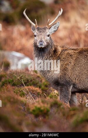 Red Deer Stag in Applecross, Schottland Stockfoto