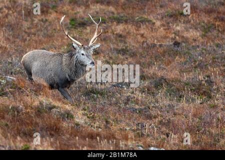 Red Deer Stag in Applecross, Schottland Stockfoto