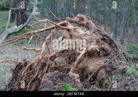 Wurzeln eines Wirbelsturmbaums. Die Wurzeln eines Wirbelsturmbaums. Seitenansicht von zerrissenen und zerbrochenen Baumwurzeln. Katastrophe. Selektiver Fokus. Stockfoto