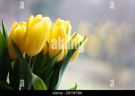 Frühlings-Blumenstrauß aus gelben Tulpen auf hellem, unschärfem Hintergrund, Hausdekor. Kopierbereich. Frühlingsstimmung. Stockfoto