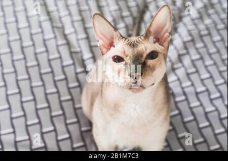 Die Sphinx-Katze blickt auf die Kamera. Stockfoto